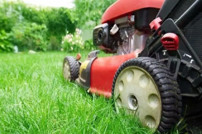 red mower cutting grass at Gerard's lawn mowing Tauranga
