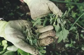Garden weeds in gloves Tauranga NZ