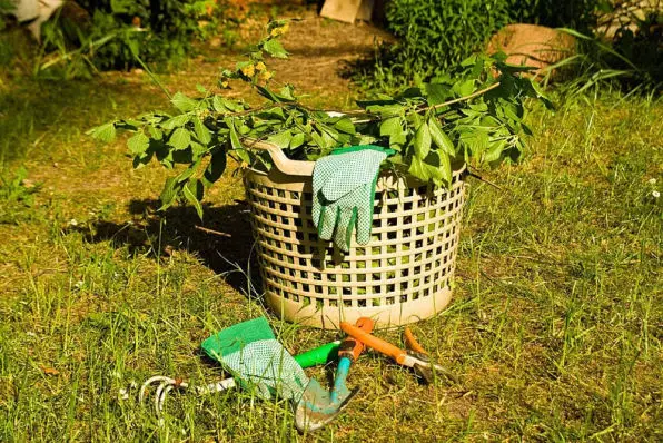 Garden weeds in basket in Tauranga