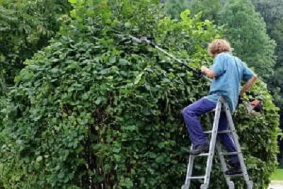 Man on ladder trimming hedge in Bethlehem