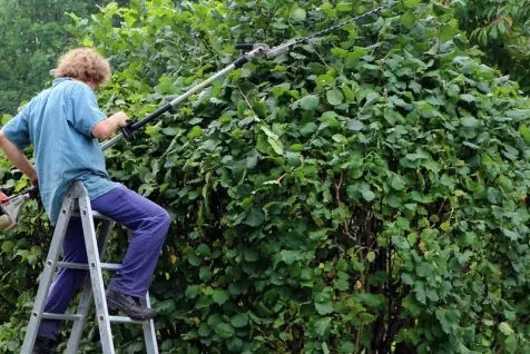 man on ladder trimming hedge in Tauranga