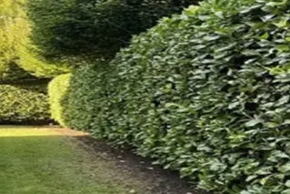 trimmed hedge at Bellevue