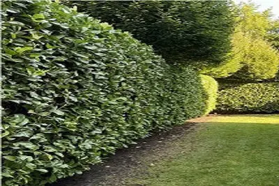 feijoa hedge/tree trimmed by hedge trimming service Hairini & Welcome Bay