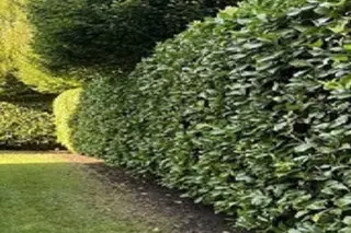 trimmed hedge from lawn mowing services Tauranga south