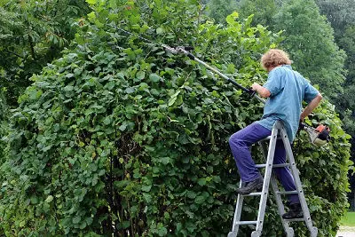 Man on ladder trimming hedge at Parkvale NZ